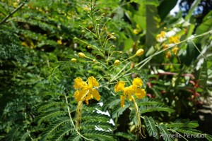 Guadeloupe Août 2015-02801     